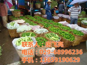 蔬菜配送 西安蔬菜配送保鲜 袋鼠农产品销售 认证商家 高清图片 高清大图